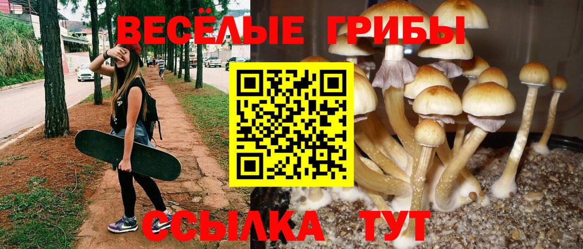 Псилоцибиновые грибы Cubensis Мелеуз